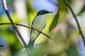 Moluccan Flycatcher Myiagra galeata galeata (Moluccan Monarch, Slaty Flycatcher)