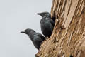 Moluccan Starling Aplonis mysolensis