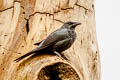 Moluccan Starling Aplonis mysolensis