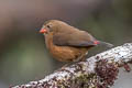 Mountain Firetail Oreostruthus fuliginosus