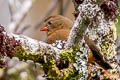 Mountain Firetail Oreostruthus fuliginosus