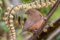 Mountain Firetail Oreostruthus fuliginosus