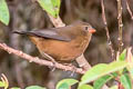 Mountain Firetail Oreostruthus fuliginosus