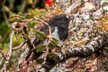 Mountain Robin Petroica bivittata caudata