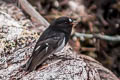 Mountain Robin Petroica bivittata caudata