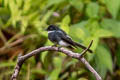 Northern Fantail Rhipidura rufiventris obiensis 