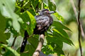 Obi Paradise-crow Lycocorax obiensis