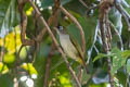 Obi White-eye Zosterops sp. nov.