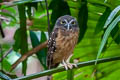 Ochre-bellied Boobook Ninox ochracea