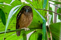 Ochre-bellied Boobook Ninox ochracea