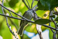 Olive Honeyeater Lichmera argentauris