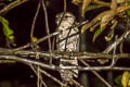 Papuan Frogmouth Podargus papuensis