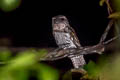 Papuan Frogmouth Podargus papuensis