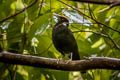 Red-and-black Thrush Geokichla mendeni