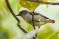 Red-capped Flowerpecker Dicaeum geelvinkianum misoriense