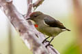 Red-capped Flowerpecker Dicaeum geelvinkianum misoriense