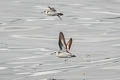 Red-necked Phalarope Phalaropus lobatus