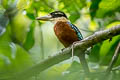 Rufous-bellied Kookaburra Dacelo gaudichaud