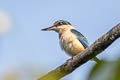 Sacred Kingfisher Todiramphus sanctus