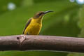 Olive-backed Sunbird Cinnyris frenatus frenatus 