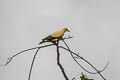 Silver-tipped Imperial Pigeon Ducula luctuosa