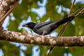 Slaty Cuckooshrike Coracina schistacea