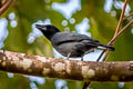 Slaty Cuckooshrike Coracina schistacea