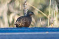 Snow Mountain Quail Synoicus monorthonyx
