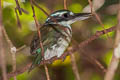 Sombre Kingfisher Todiramphus funebris