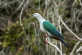 Spice Imperial Pigeon Ducula myristicivora myristicivora