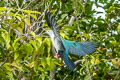 Spice Imperial Pigeon Ducula myristicivora myristicivora