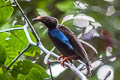 Standardwing Semioptera wallacii halmaherae