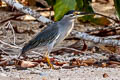 Striated Heron Butorides striata moluccarum