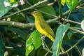 Sula Golden Bulbul Hypsipetes lucasi