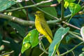 Sula Golden Bulbul Hypsipetes lucasi