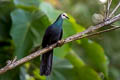 Sula Cuckoo-Dove Turacoena sulaensis (Solilongan Cuckoo-Dove)