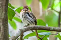 Sulawesi Lilac Kingfisher Cittura cyanotis cyanotis