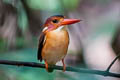 Sulawesi Dwarf Kingfisher Ceyx fallax fallax