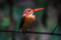 Sulawesi Dwarf Kingfisher Ceyx fallax fallax