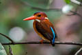 Sulawesi Dwarf Kingfisher Ceyx fallax fallax