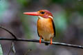 Sulawesi Dwarf Kingfisher Ceyx fallax fallax