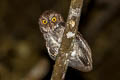 Sulawesi Scops Owl Otus manadensis mendeni