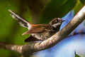 Suertramp Fantail Rhipidura semicollaris squamata