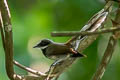 Supertramp Fantail Rhipidura semicollaris squamata 