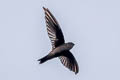 Uniform Swiftlet Aerodramus vanikorensis steini