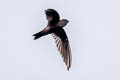 Uniform Swiftlet Aerodramus vanikorensis steini