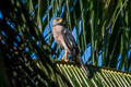 Variable Goshawk Accipiter hiogaster obiensis