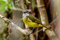 Vogelkop Whistler Pachycephala meyeri