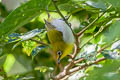 Warbling White-eye Zosterops japonicus montanus (Mountain White-eye)