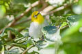 Warbling White-eye Zosterops japonicus montanus (Mountain White-eye)